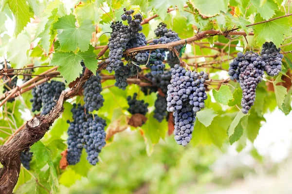 Şarabın üzerinde yetişen olgun üzümlerin yakın plan çekimi.