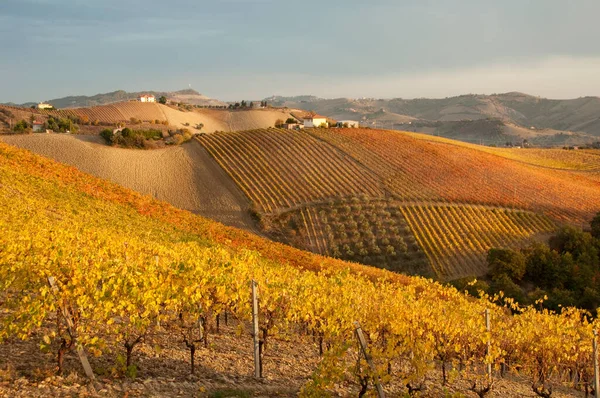 Viñedos Otoño Hermoso Paisaje — Foto de Stock