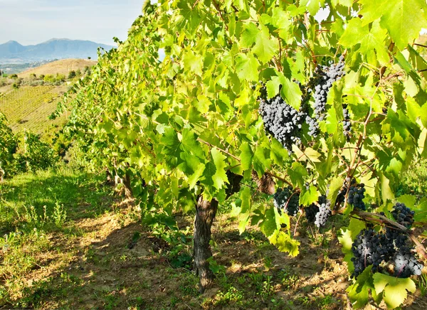 Güzel üzüm bağlarında yetişen üzüm manzarası.