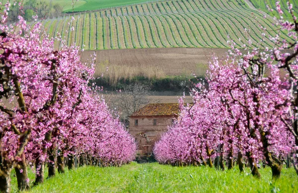 Hermosas Flores Florecientes Primavera Jardín —  Fotos de Stock