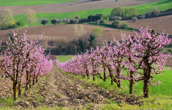 Vacker Körsbärsblomma Våren — Stockfoto