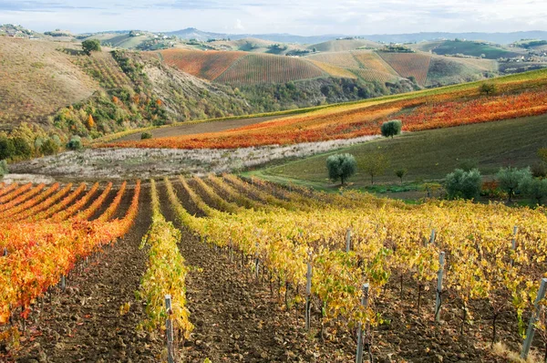 Sonbahar üzüm bağları. Güzel manzara 