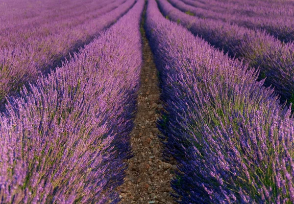 法国普罗旺斯的薰衣草田 — 图库照片