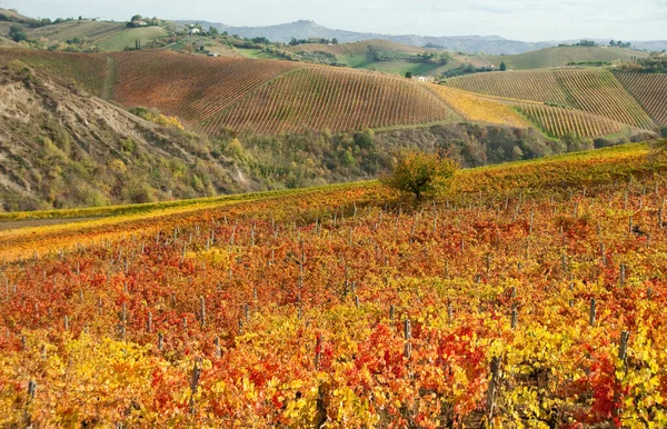 Sonbahar üzüm bağları. Güzel manzara 