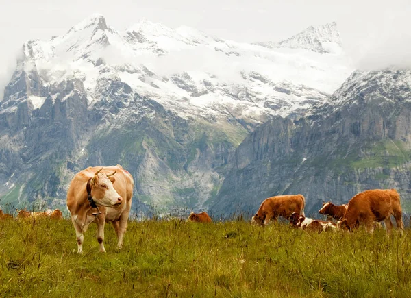Γραφική Εικόνα Του Όμορφου Τοπίου Των Βουνών Αγελάδες Βόσκησης Στο — Φωτογραφία Αρχείου