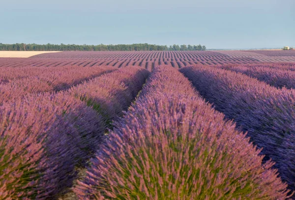 Provence Fransa Daki Lavanta Tarlası — Stok fotoğraf