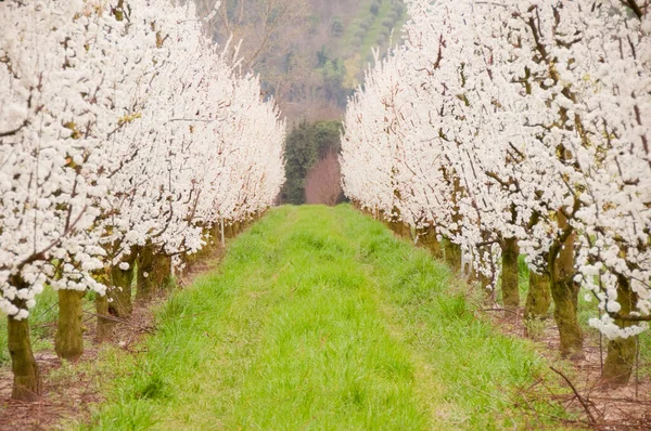 Spring Landscape Blooming Trees — Stock Photo, Image