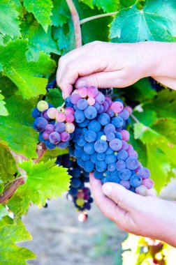 Şarabın üzerinde yetişen olgun üzümlerin yakın plan çekimi.