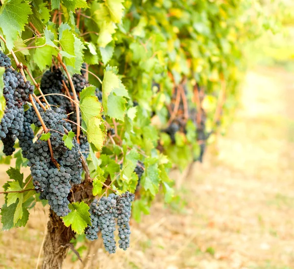 Şarabın Üzerinde Yetişen Olgun Üzümlerin Yakın Plan Çekimi — Stok fotoğraf