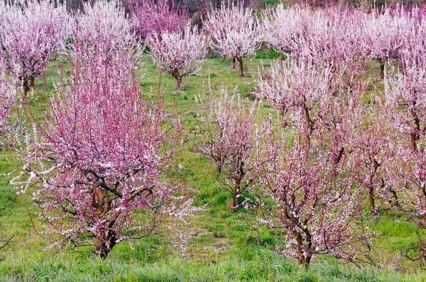 Wiosenny Ogród Kwitnącymi Drzewami — Zdjęcie stockowe