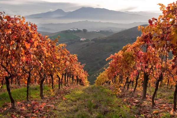 Vinhas Outono Bela Paisagem — Fotografia de Stock