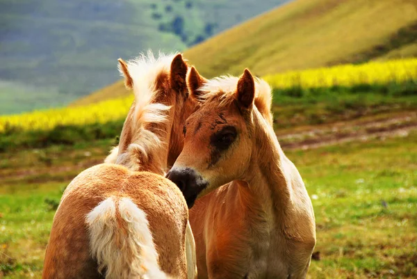 Koń Pastwisku — Zdjęcie stockowe