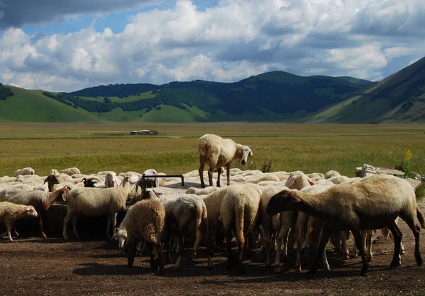 Γραφική Εικόνα Του Όμορφου Τοπίου Των Βουνών Πρόβατα Βόσκηση Στο — Φωτογραφία Αρχείου