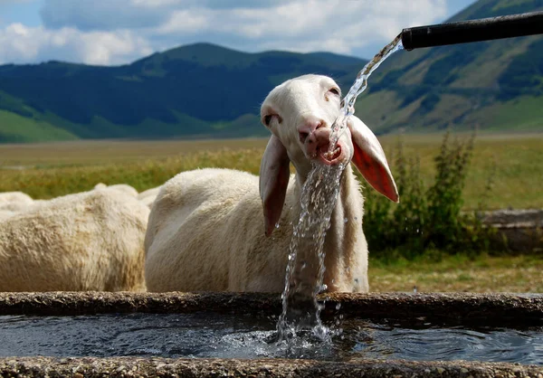 Χαριτωμένο Μικρό Πρόβατο Πόσιμο Νερό Από Σωλήνα — Φωτογραφία Αρχείου