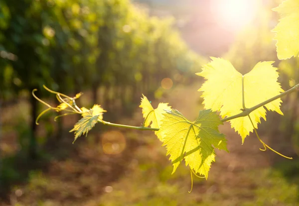 vineyard in the countryside