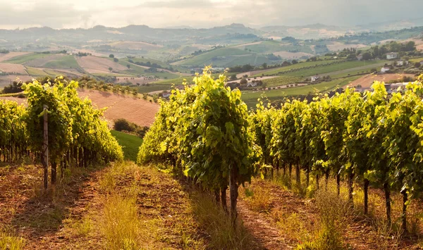 Güzel manzara üzüm bağları Toskana, İtalya