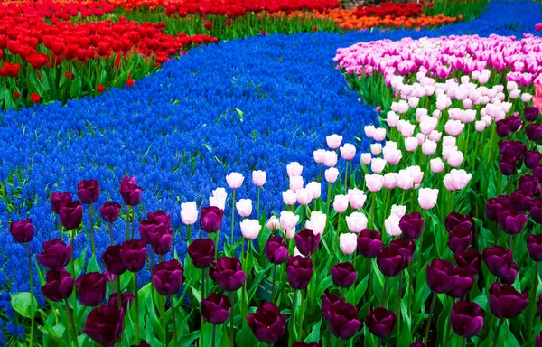 Красивые Красочные Тюльпаны Саду — стоковое фото