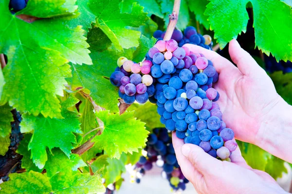 üzüm demet tutmak el