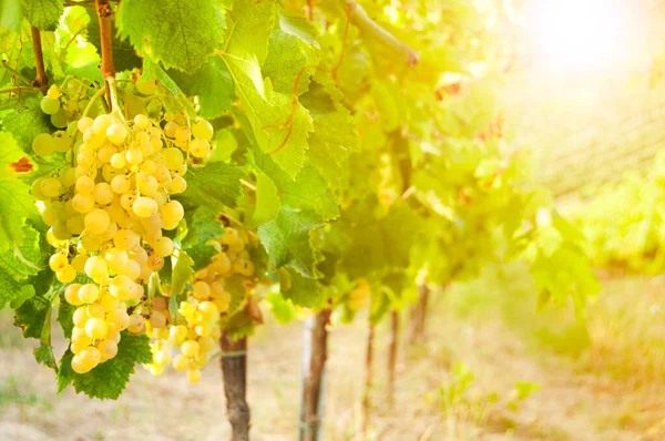 Prachtige Landschap Van Wijngaarden Toscane Italië — Stockfoto