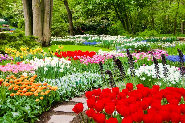 Schöne Blumen Garten — Stockfoto