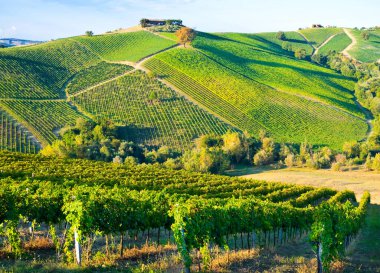 Güzel üzüm bağlarında yetişen üzüm manzarası.