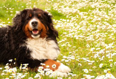 Güzel Avustralya çoban köpeğinin yakın plan portresi.