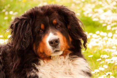 Güzel Avustralya çoban köpeğinin yakın plan portresi.