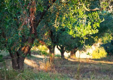 Bahçedeki zeytin ağacı
