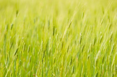 yeşil buğday kulaklı arka plan, kapat