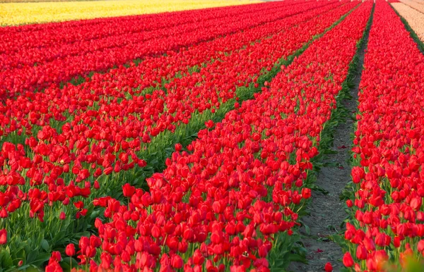 Beautiful Tulips Field — Stock Photo, Image