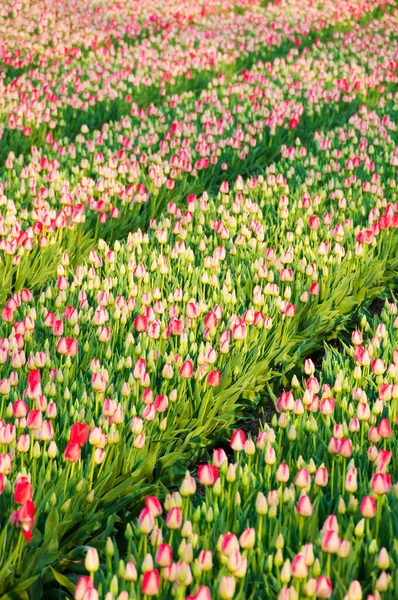 Beautiful Tulips Garden — Stock Photo, Image