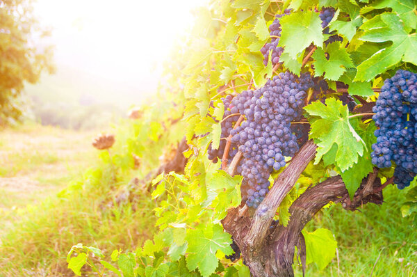 scenic shot of grapes growing in beautiful vineyard