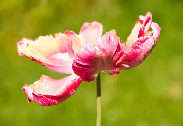 Красивый Розовый Цветок Тюльпана Саду — стоковое фото