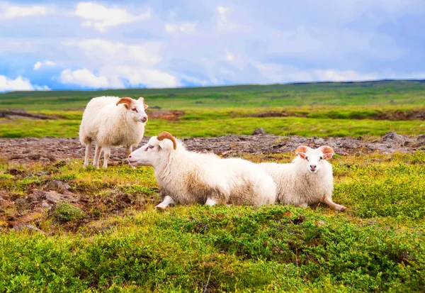 Πρόβατα Βόσκηση Στο Πράσινο Λιβάδι — Φωτογραφία Αρχείου