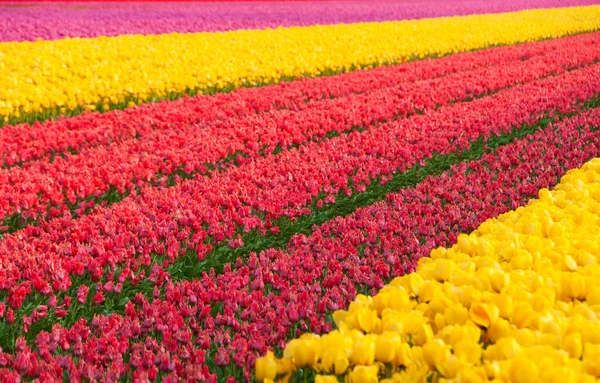 Kleurrijke Tulpen Nederland — Stockfoto