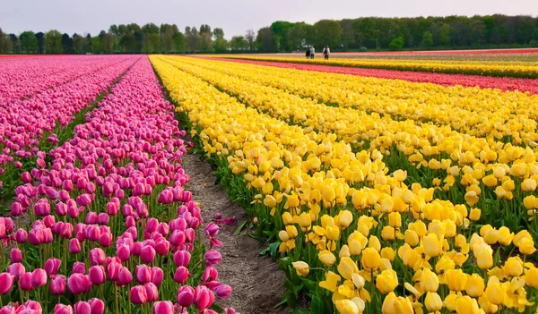 Beautiful Colorful Tulips Field — Stock Photo, Image