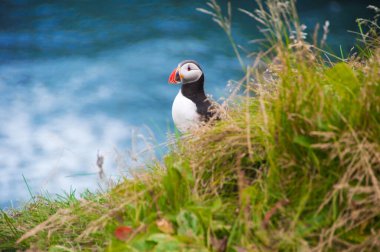 Vahşi doğadaki güzel martıyı yakından çek.