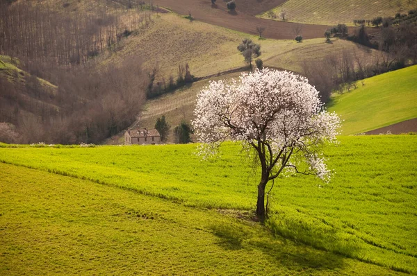 Ağacı olan güzel bir manzara
