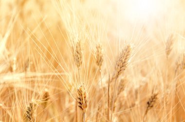 Buğday tarlası, olgun çavdar başakları.