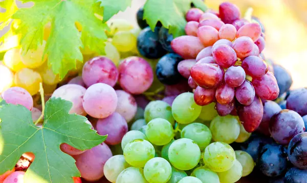 Grapes Vine — Stock Photo, Image