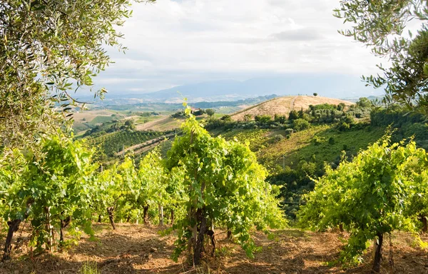 View Vineyards Rural Landscape — Foto Stock