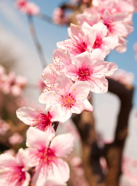 Bellissimi Fiori Primaverili Giardino — Foto Stock