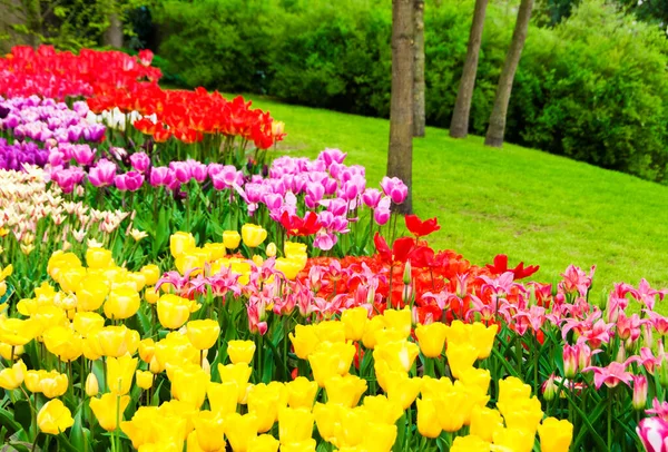 Hermosos Tulipanes Jardín —  Fotos de Stock