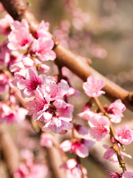 Beautiful Pink Sakura Flowers Spring — Stock Photo, Image