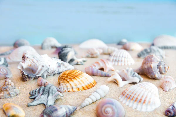 Sea Shells Beach — Stock Photo, Image