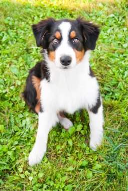 Çimlerin üzerinde sevimli bir köpek