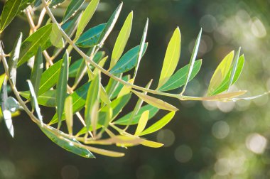 yeşil yapraklar, bitkiler ve yapraklar