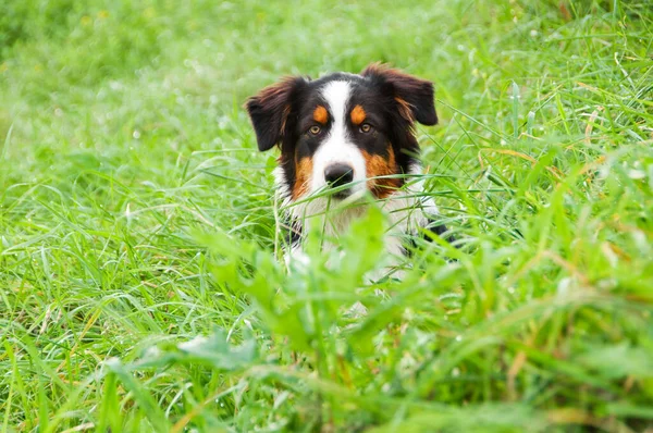 Ładny Pies Zielonej Trawie — Zdjęcie stockowe