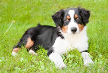 portrait of a cute dog outdoor