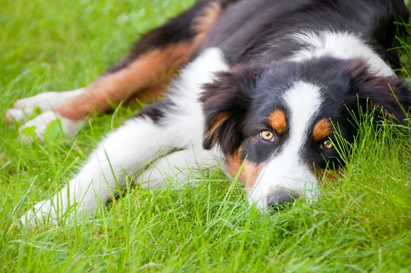 Schattig Hond Liggend Groen Gras — Stockfoto